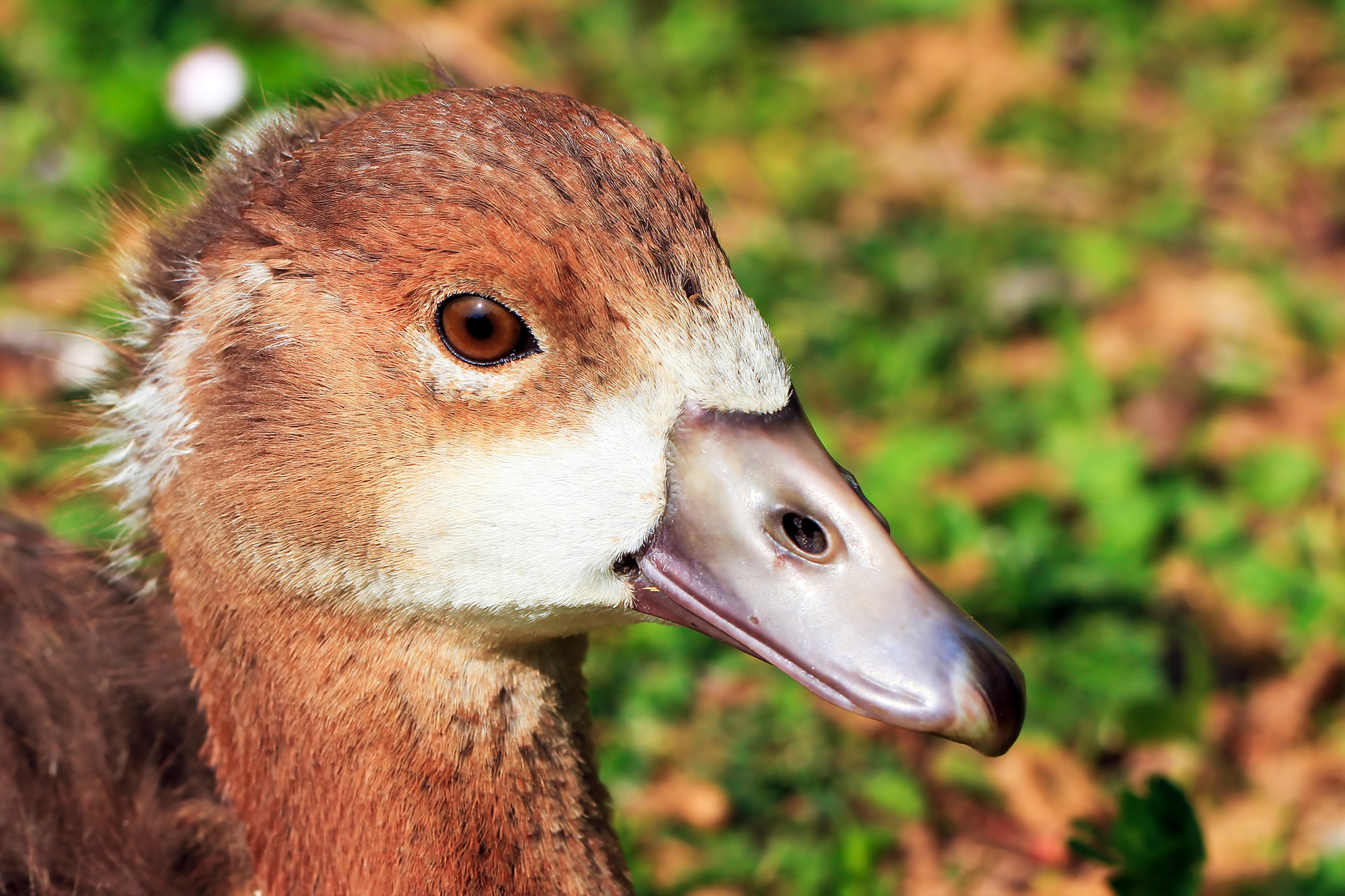 Junge Nil-Gans